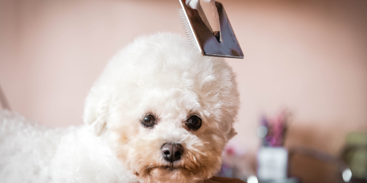 FrisÉ Grooming & Pet Shop-Salon Canin Timisoara,Frizerie Canina ,Salon Tuns Caini si Pisici